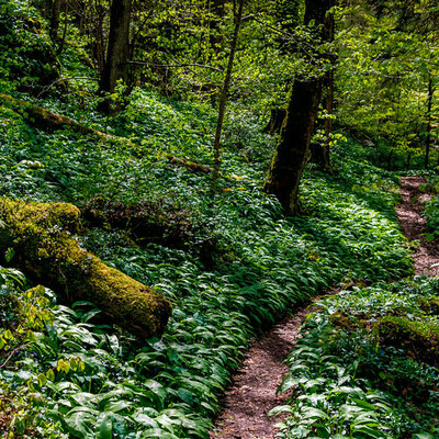 Pfad in den Wutachfl�hen, Klaus Hansen